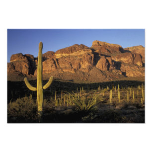 Impression Photo NA, USA, Arizona. Organ Pipe Cactus National 3