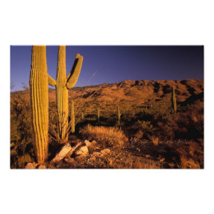 Impression Photo NA, USA, Arizona, Saguaro National Monument,