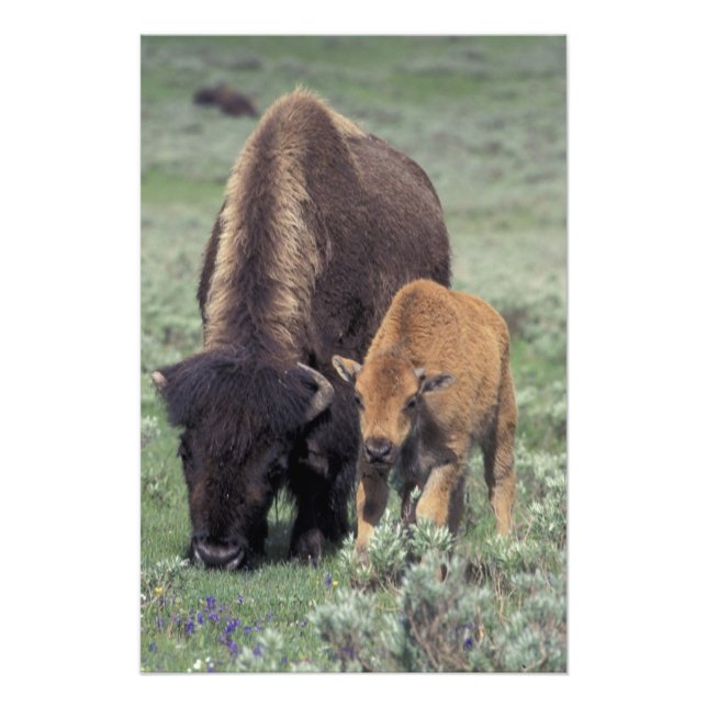 Impression Photo NA, USA, Wyoming, Yellowstone National Park. (Devant)