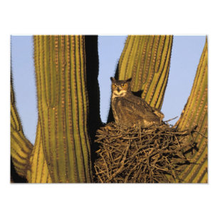 Impression Photo NE, États-Unis, Arizona, Tucson. Grand-duc d'Améri
