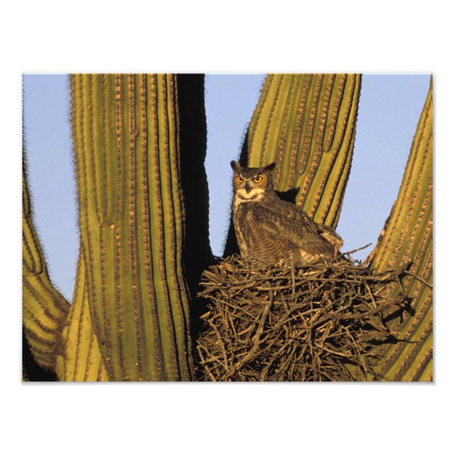 Impression Photo NE, États-Unis, Arizona, Tucson. Grand-duc d'Améri (Devant)