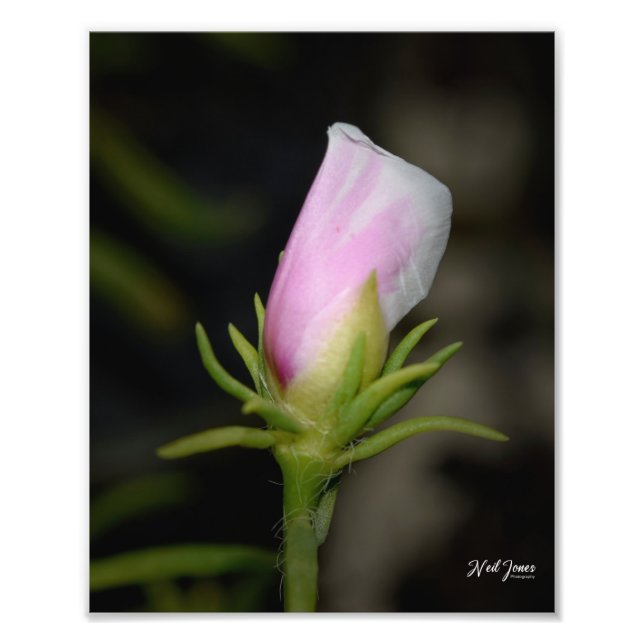 Impression Photo Neil Jones Photography - Naissance d'un Rose. (Devant)