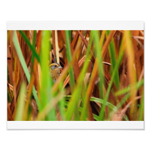 Impression Photo Nelsons Sparrow À Travers Des Cattails