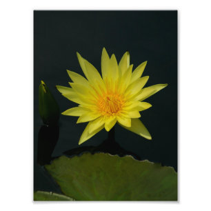 Impression Photo Nénuphar Lotus jaune
