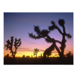 Impression Photo NEVADA. ÉTATS-UNIS. Yucca brevifolia (Arbres de Jo