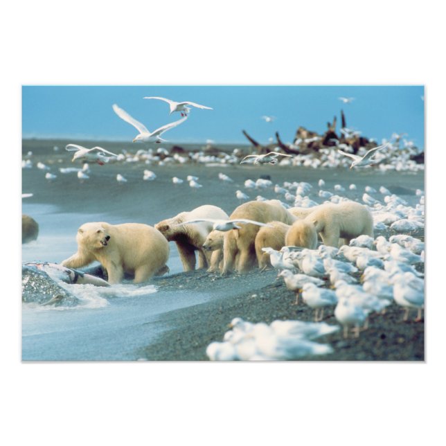 Impression Photo North Slope, Alaska. Ours polaires Ursus (Devant)