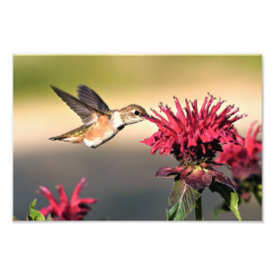 Impression Photo Nourriture des fleurs de colibri