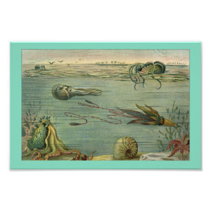 Impression Photo Nourriture marine Vintage Octopus 1904 Imprimer