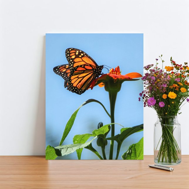Impression Photo Nourriture Monarque Papillon sur Fleur Orange (Monarch Butterfly original nature photography print for your rustic, outdoorsy home. )
