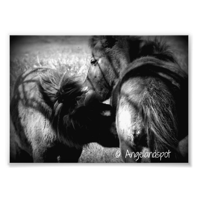 Impression Photo Nursing Filly (Devant)