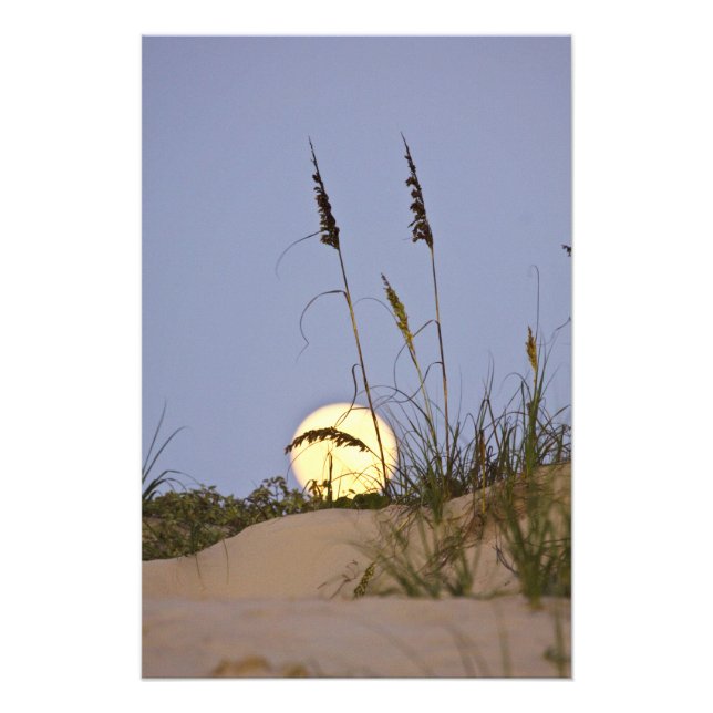 Impression Photo Oats de mer (Uniola paniculata) poussant sur le sa (Devant)
