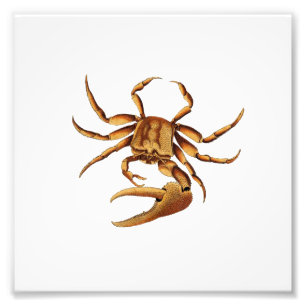 Impression Photo Ocean Crab Sea Beach Salle de bain nautique Imprim