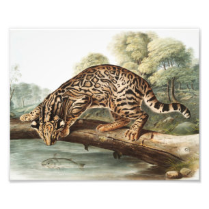 Impression Photo Ocelot, chat léopard (Felis pardalis) Illustratio