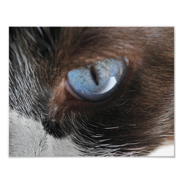 Impression Photo Oeil de chat (Devant)