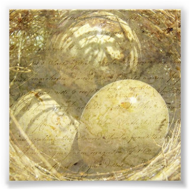 Impression Photo Oeufs de caille (Devant)