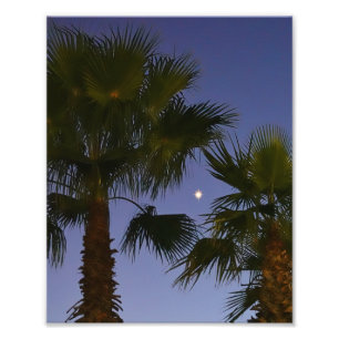 Impression Photo Œuvre d'art murale représentant un palmier tropica