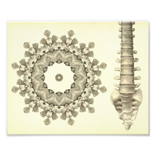 Impression Photo Oeuvre de la Chiropratique de la colonne vertébral