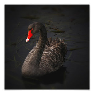 Impression Photo OEuvre du cygne noir