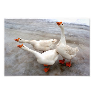 Impression Photo Oie blanche