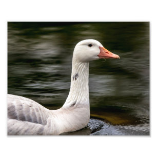 Impression Photo Oie canadienne leuciste
