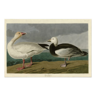 Impression Photo Oie des neiges des oiseaux d'Amérique d'Audubon