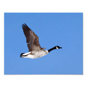 Impression Photo Oie volante