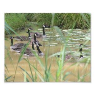 Impression Photo Oies du Canada Marais isolé 10x8 Nature