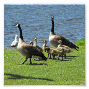 Impression Photo Oies du Canada sur l'herbe au bord de l'eau