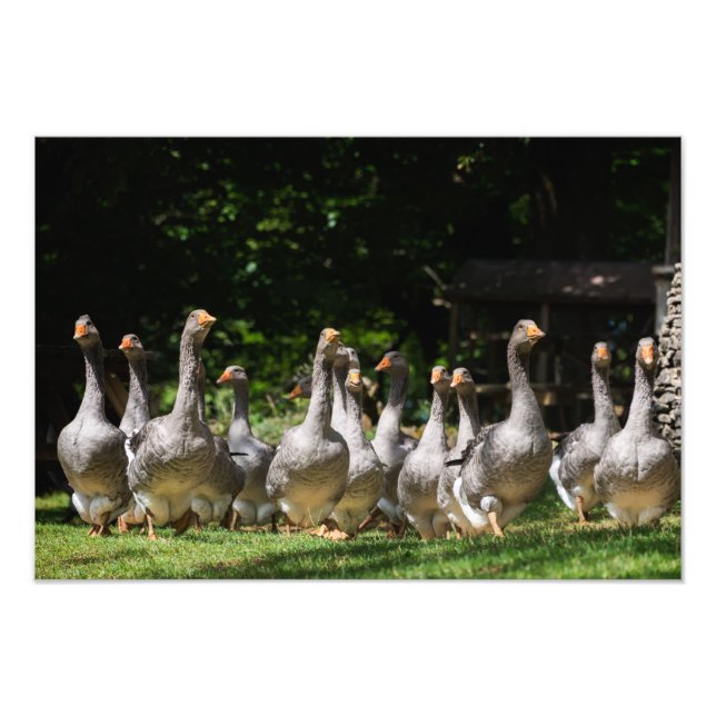 Impression Photo Oies en Dordogne (Devant)