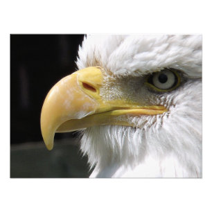 IMPRESSION PHOTO OISEAU D'AGLE