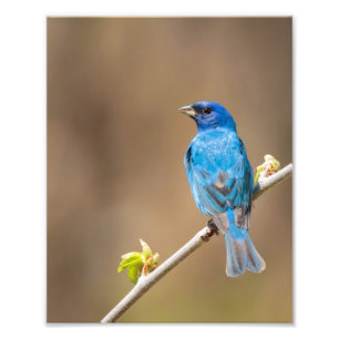 Impression Photo Oiseau De Bund Indigo Homme Dans L'Arbre De Printe