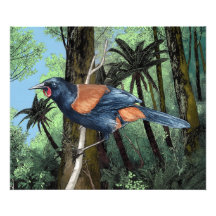 Oiseau de Saddleback forestier