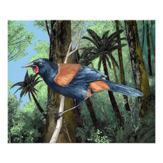 Impression Photo Oiseau de Saddleback forestier