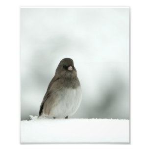 Impression Photo Oiseau d'hiver