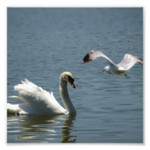 Oiseau et cygne Jouer sur un