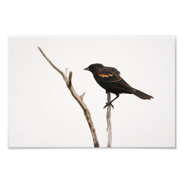 Impression Photo Oiseau noir à ailes rouges (Devant)
