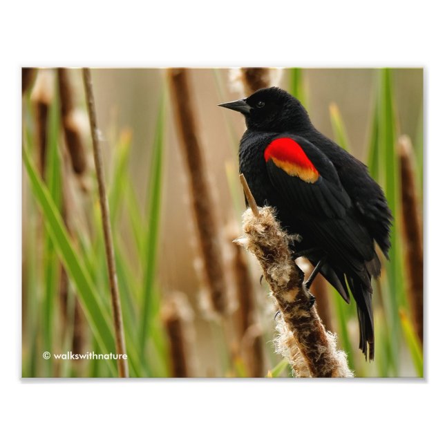Impression Photo Oiseau-noir à ailes rouges dans le marais (Devant)