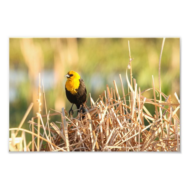 Impression Photo Oiseau-noir à tête jaune (Devant)