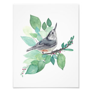 Impression Photo Oiseau nuthatch à poitrine blanche