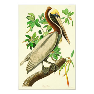 Impression Photo Oiseaux Brown de John James Audubon de pélican de