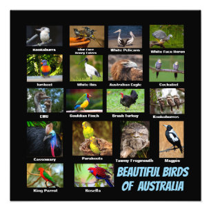 Impression Photo Oiseaux d'Australie