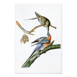 Impression Photo Oiseaux de John Audubon de pigeon de passager de