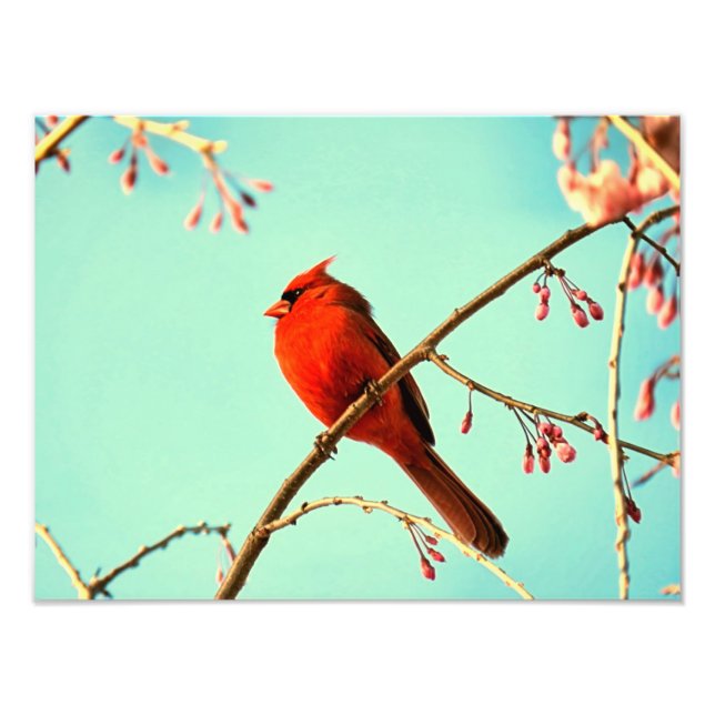 Impression Photo Oiseaux rouges et fleurs de cerisiers (Devant)