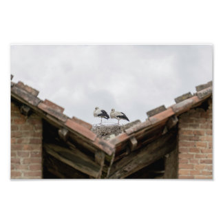 Impression Photo oiseaux sur le toit