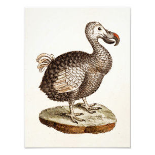 Impression Photo Oiseaux vintages de dronte de 1700s d'illustration