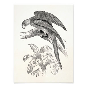 Impression Photo Oiseaux vintages - la Caroline Parrots l'oiseau
