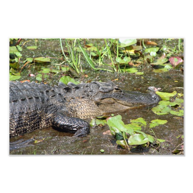 Impression Photo Okefenokee Swamp Park Alligator Imprimer (Devant)
