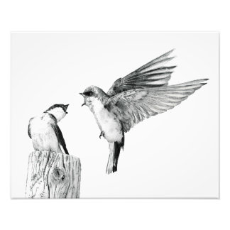 Impression Photo On Swallow's Wings