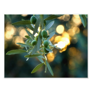 Impression Photo Or méditerranéen; olives sur sa branche arboricole