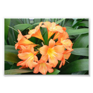 Impression Photo Orange Bush Lily Flower ou Natal Lily